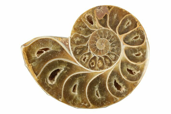 Jurassic Cut & Polished Ammonite Fossil (Half) - Madagascar #239404